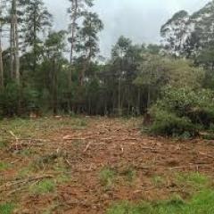 Vegetation clearing