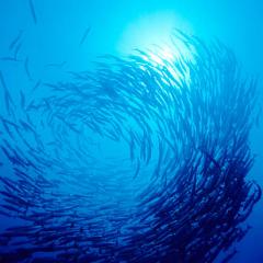 fish swimming in circle in the ocean